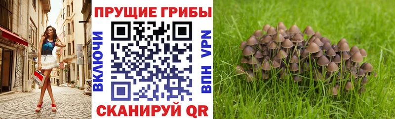 Псилоцибиновые грибы GOLDEN TEACHER  Купить где  Кириши 